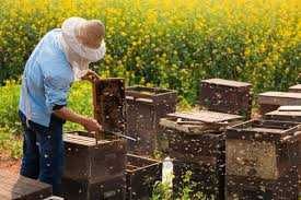 Продам пасеку, пчелосемьи.