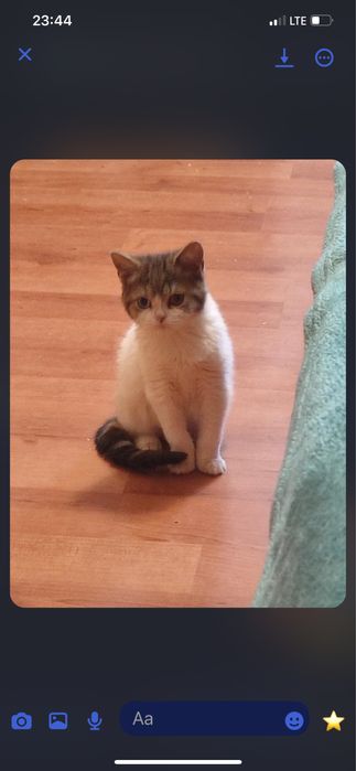 різноокій хлопчик