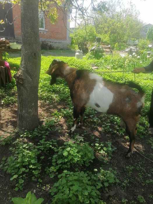 Продам англонубійського козлика