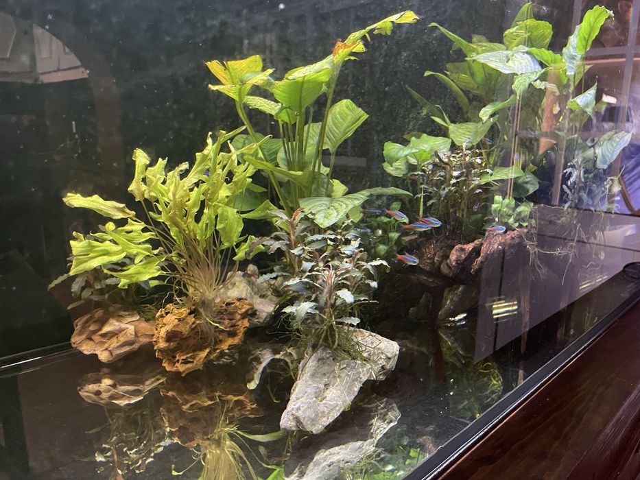 Aquario 120x50x50 vendo ou troco