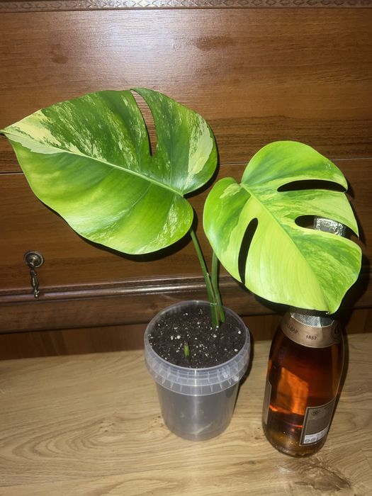 Монстера з жовтою варієгатністю  (Aurea)