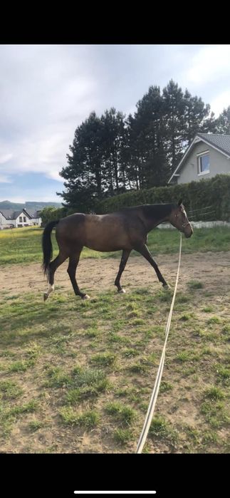 Klacz pełnej krwi angielskiej