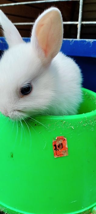 Мінні декоративні ручні кролики