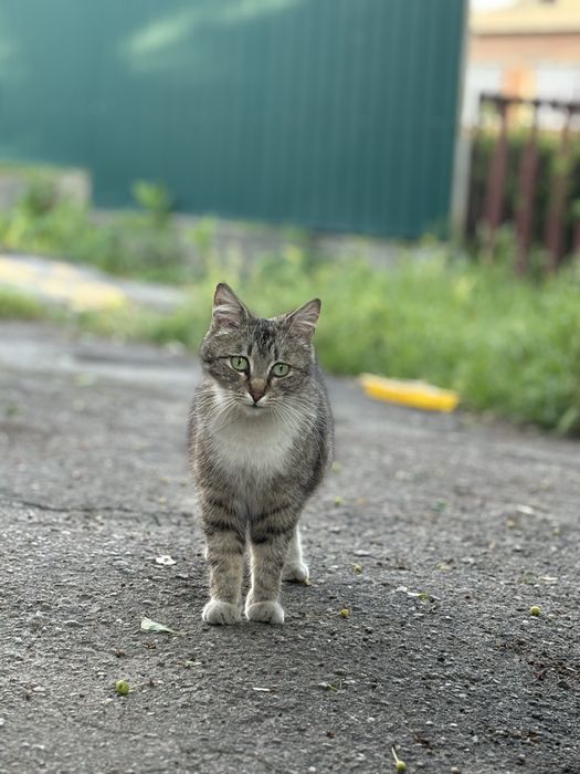 Вулична добра та лагідна киця шукає сімʼю