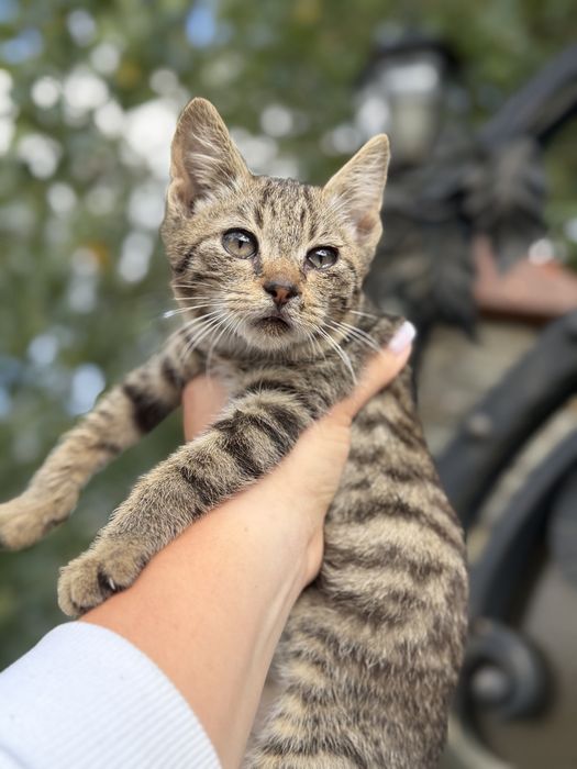 Віддамо в добрі руки котика ( хлопчик )