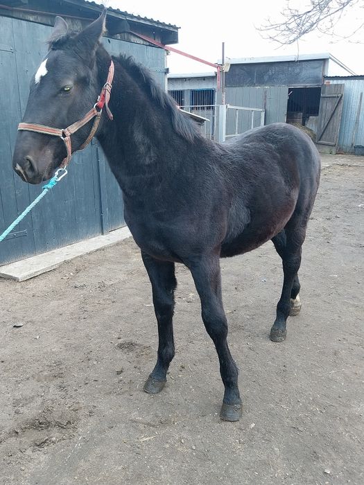 Klacz odsadek Śląska