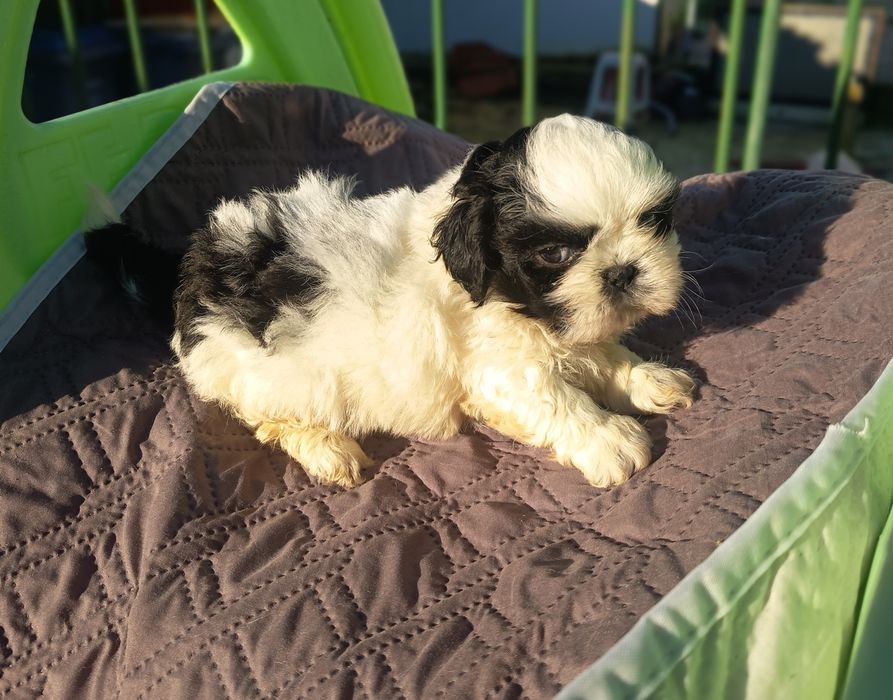 Shih tzu macho lindíssimo vacinado e desparasitado