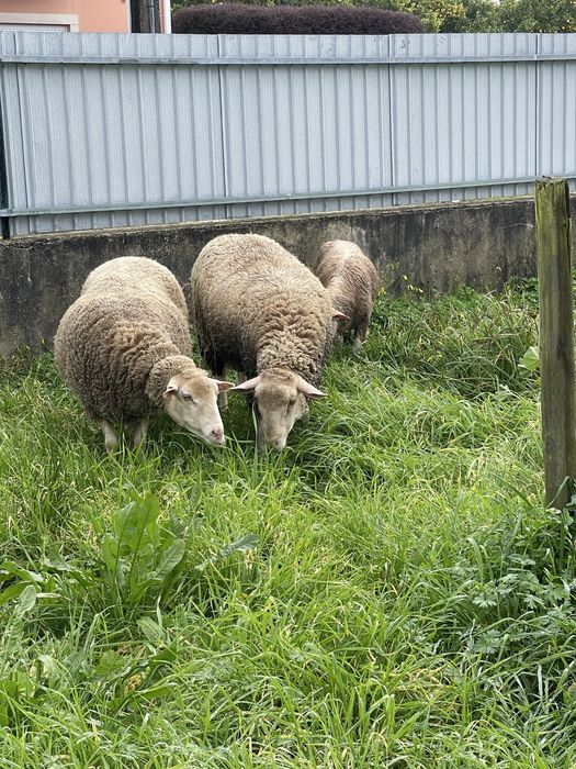 Carneiro de ano e meio
