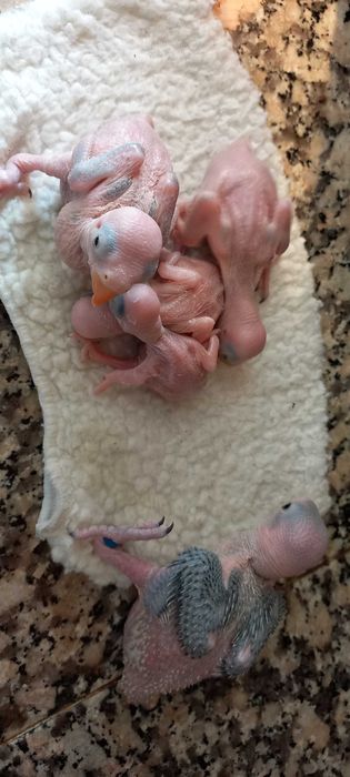 Ring Necks bebes para acabar de criar à mão