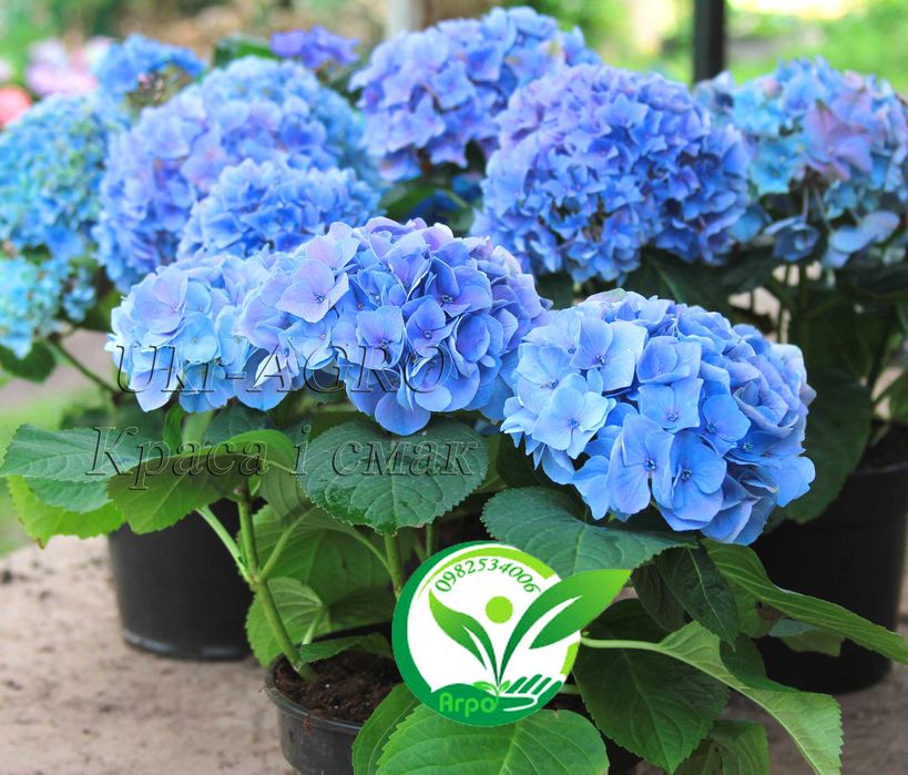 Саджанці гортензії широколистої, блакитна (голуба синя) Broad-leaved