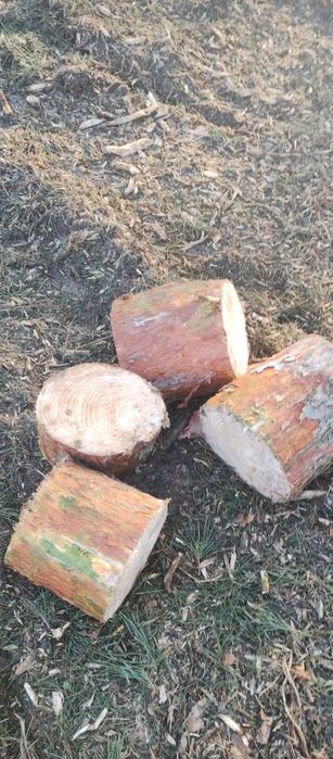 Drewno opałowe cięte dowóz gratis!