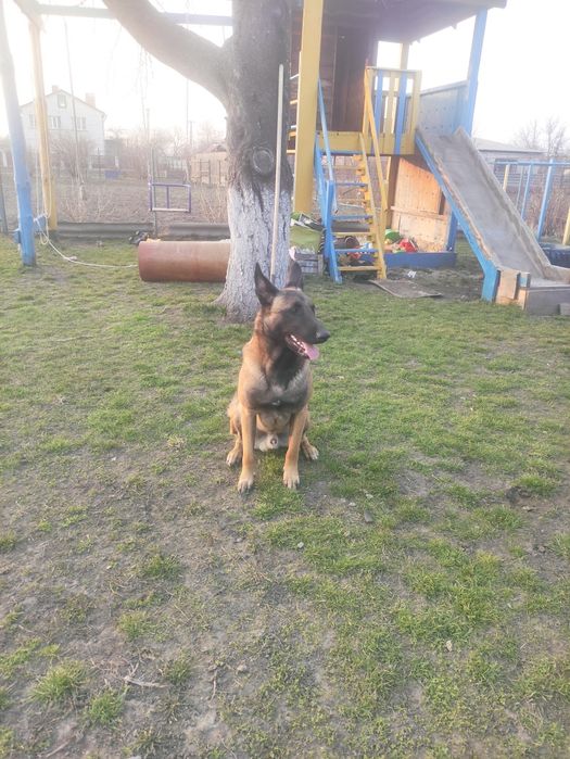 В'язка кабель малінуа