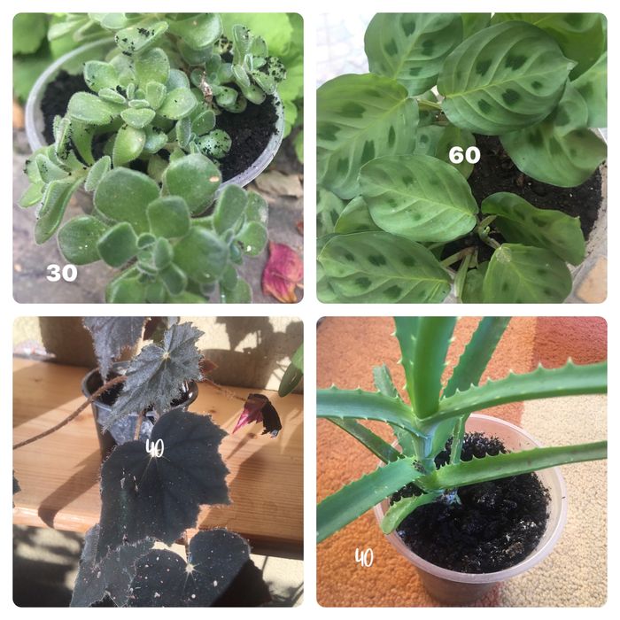 Кімнатні квіти