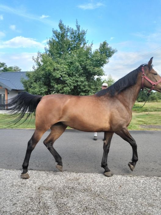 Sprzedam klacz Sp 5 lat