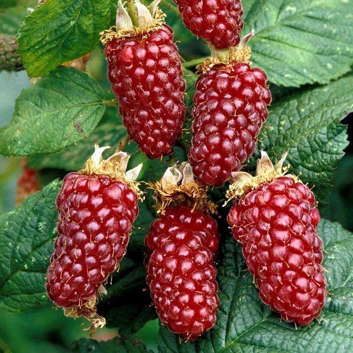 Sadzonki malinojeżyna 2 letnie CAC malino-jeżyna! Miododajne