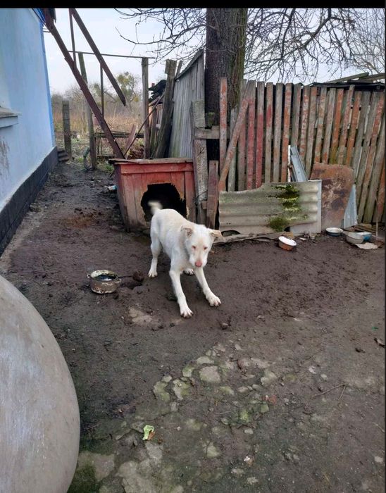 Відам безкоштовно алабая не чістокровного