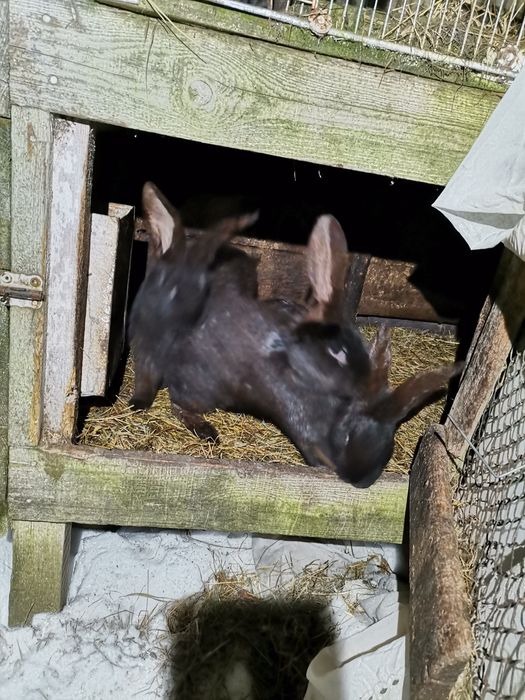 Króliki samce samice