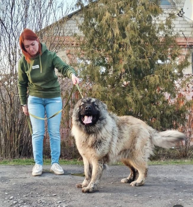 Кавказская овчарка кобель КСУ
