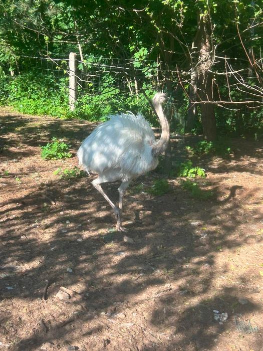 jajka lęgowe nandu (strusia)