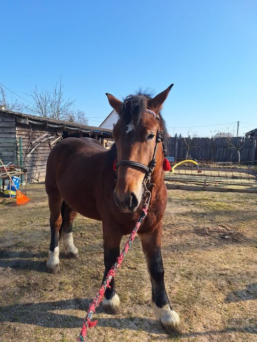 Ogierek zimnokrwisty