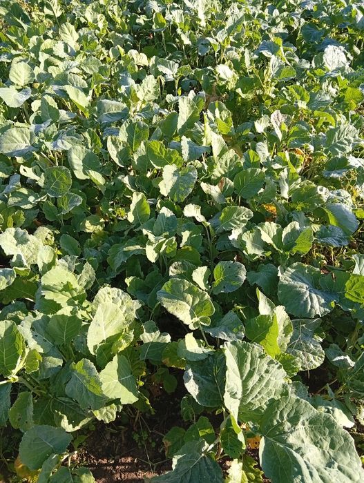 Couve galega biológica ra plantar de 4 anos