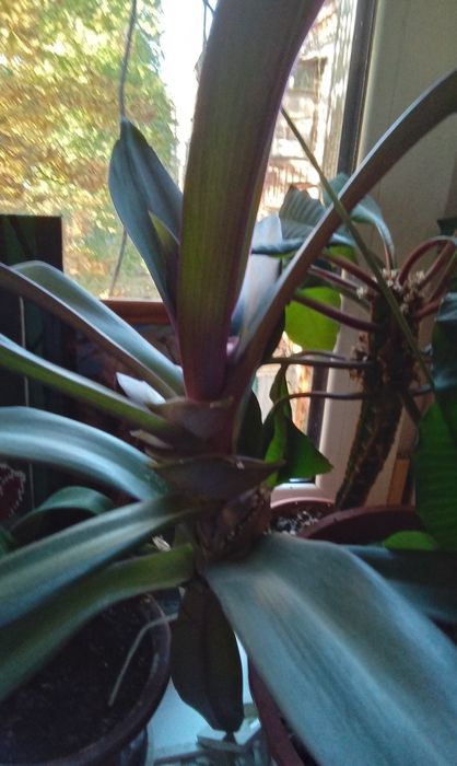 Рео, алоэ, кактус, фиалка, хойя, декабрист