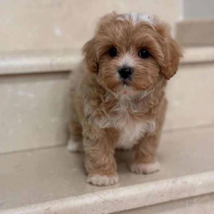 Охайний мальтипу/maltipoo F1 PREMIUM