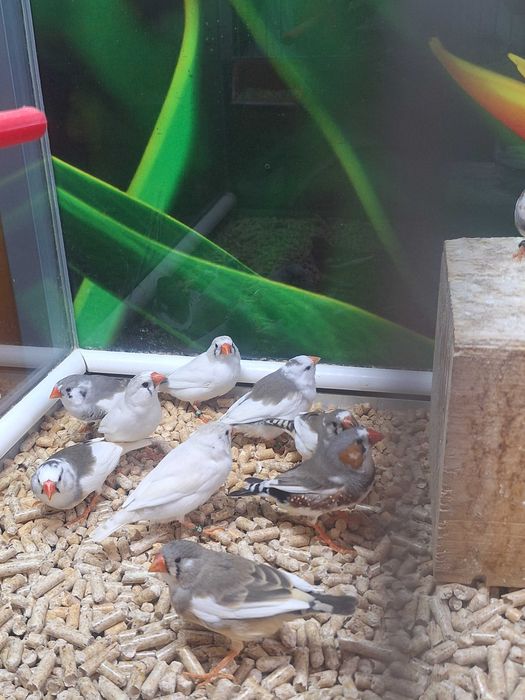 Kolorowe zeberki samce i samiczki młode