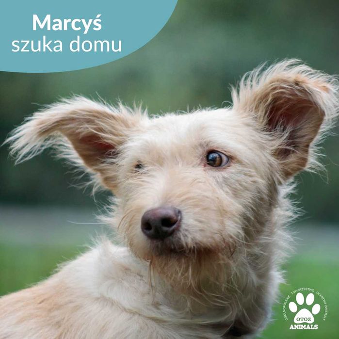 Szczeniak do adopcji! Marcyś szuka domu