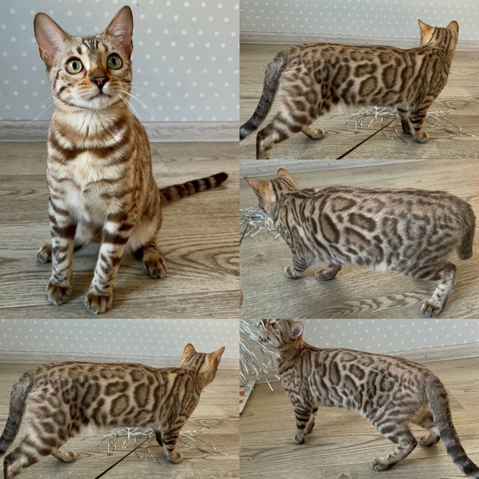Леопардовий котик