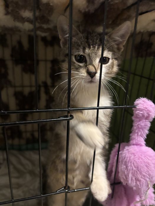 Kucerek clyde prosi o dom