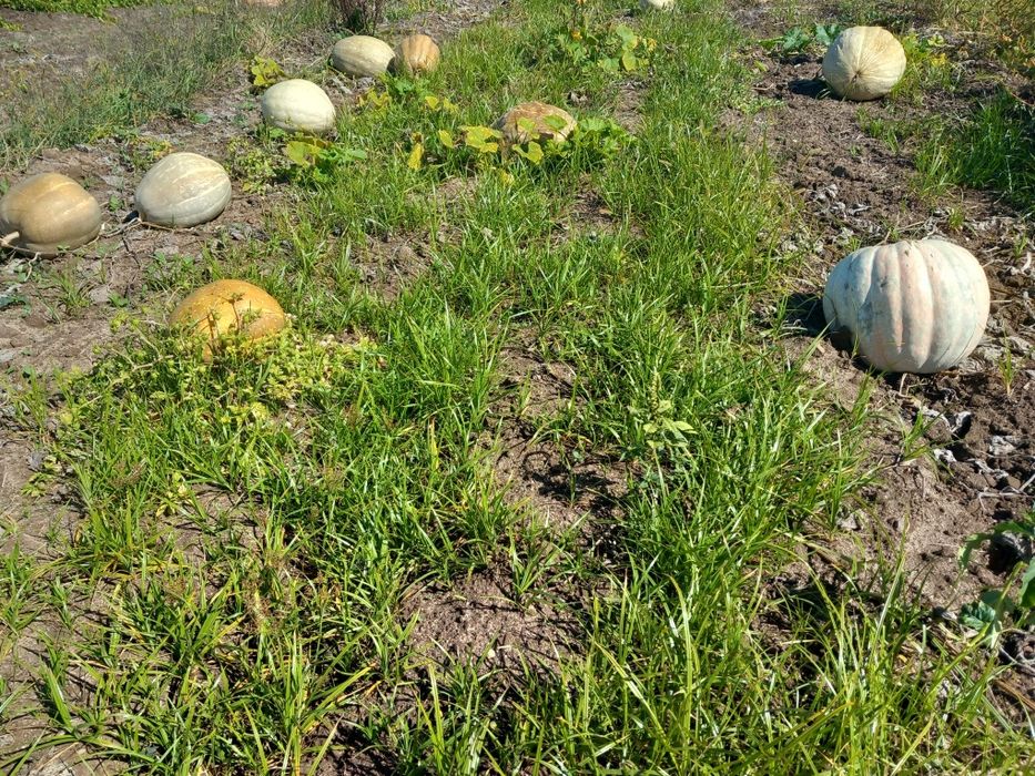 Abóbora menina caseira