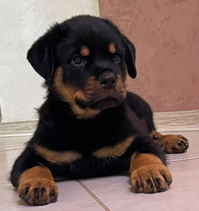 Kennel Iz Vom Haus Honda Fortuna.