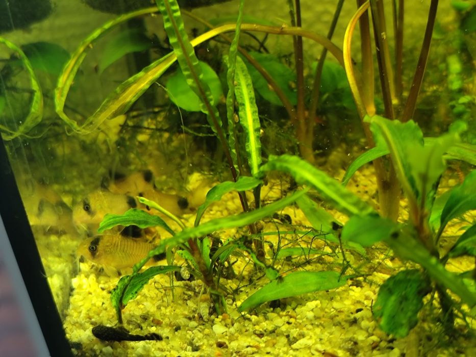 Kirys panda młode osobniki