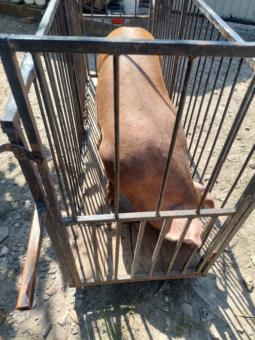 Продам свині великі м' ясні по 100 грн за кг.