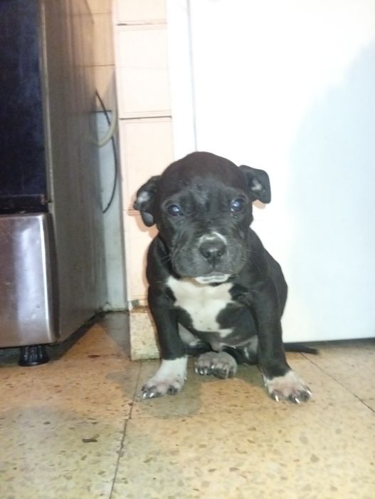 Cadelinha super meiga