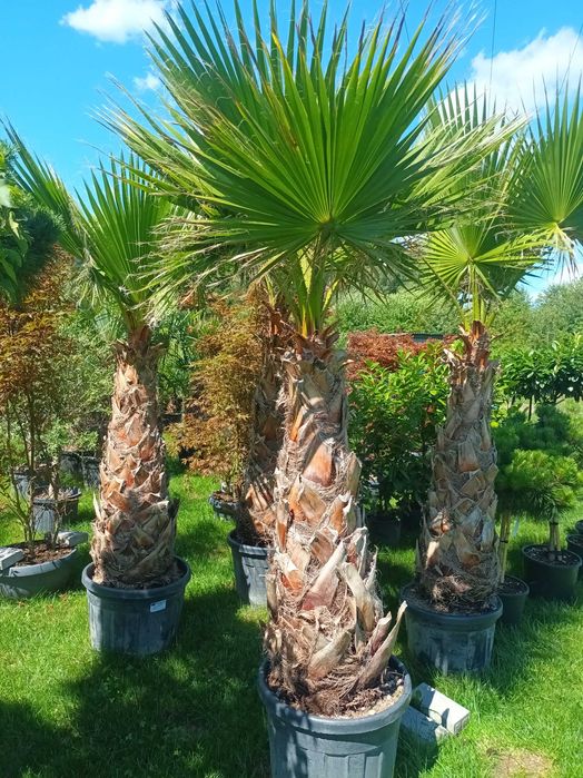 Palma Waszyngtonia Robusta 300cm