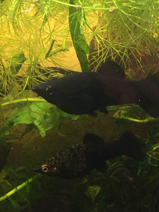 Rybki molinezje Black Molly