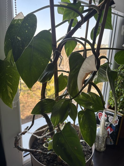 philodendron pink princess