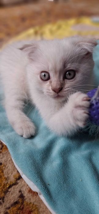 Шотландські котенята, котята