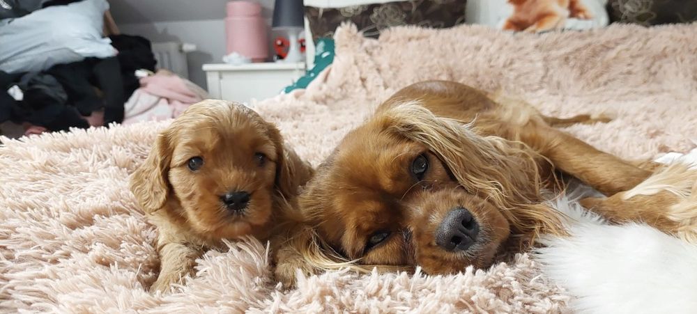 Cavappo -czekoladowy  piesek