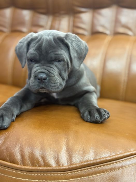 Крутезна дівчинка Мішелька-Cane corso