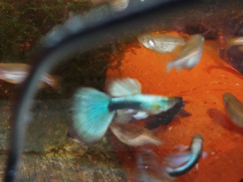 Gupik tuxedo blue