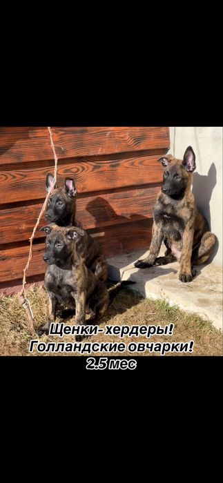 Выбор щенков голландской овчарки!