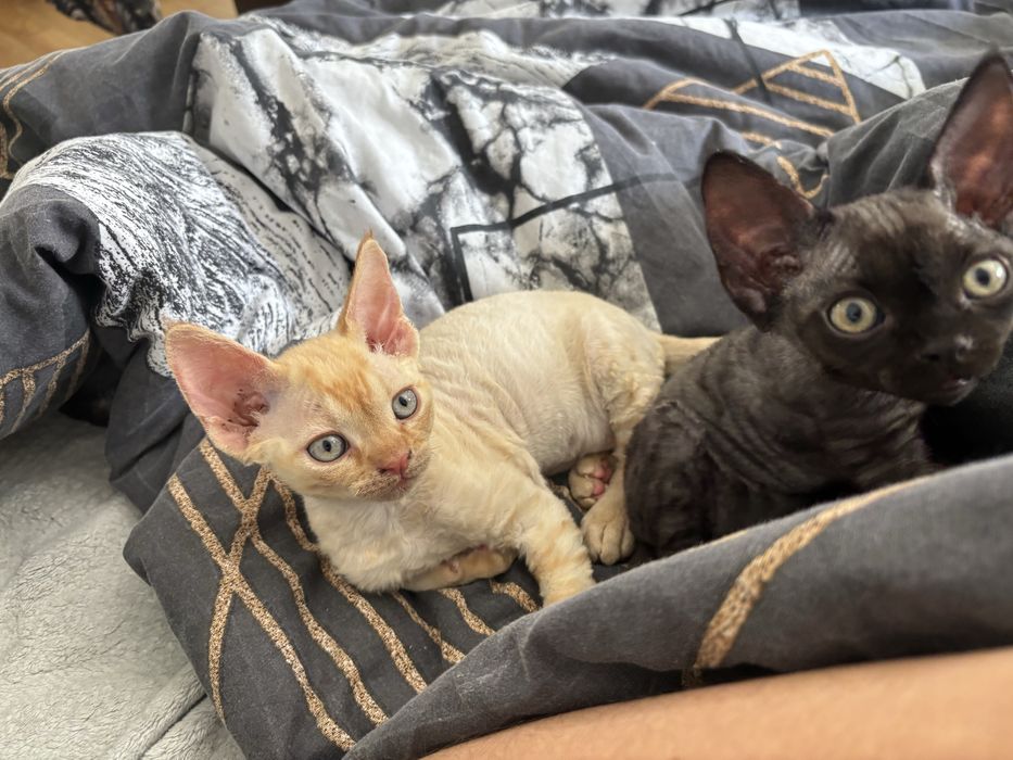 Kotek Devon Rex z rodowodem