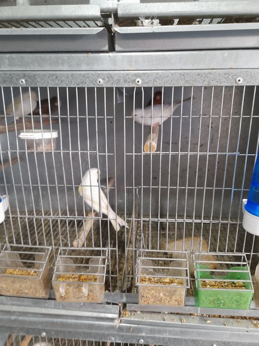 Canários de várias espécies