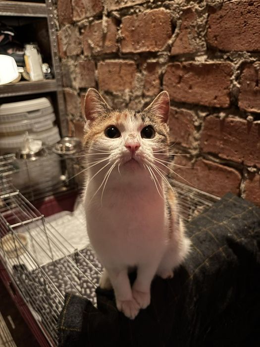 Kot kotek kotka do adopcji