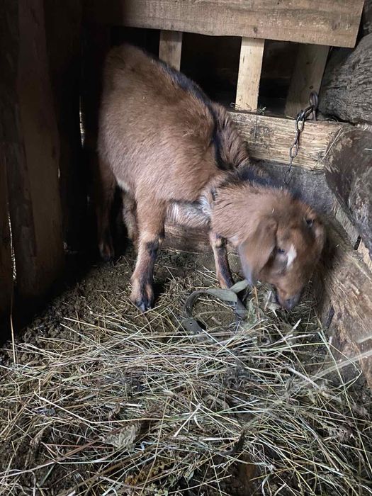 Продам молоді кози