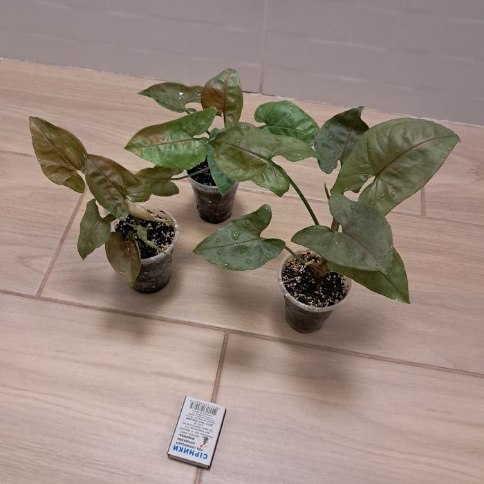 Сингониум  неон, манго, три короля . Взрослые, домашние. Недорого.