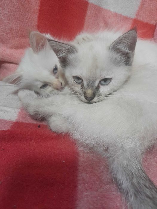 Котята бесплатно.